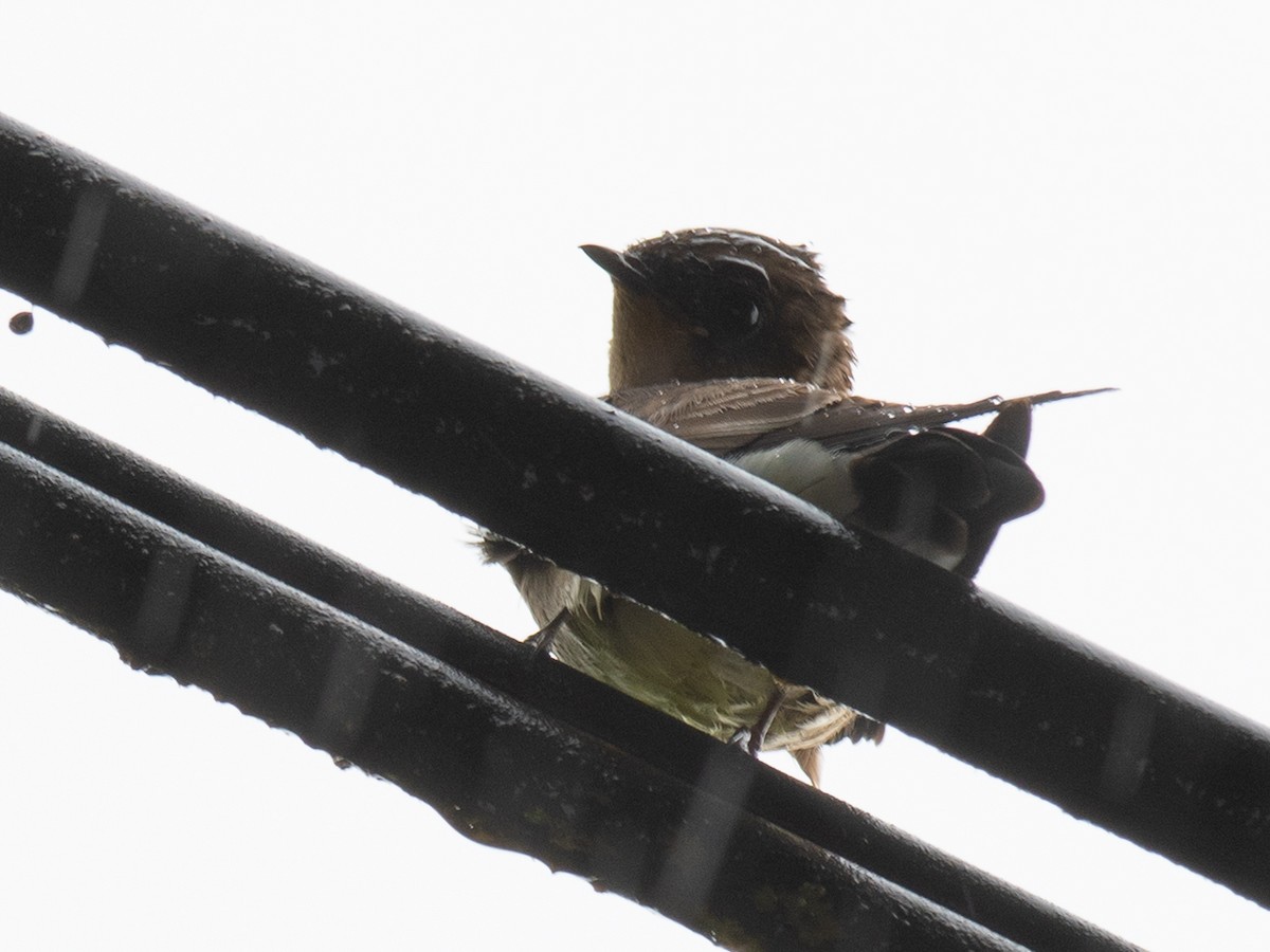 Southern Rough-winged Swallow - Brian Carruthers