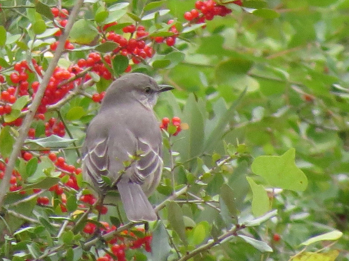 Northern Mockingbird - ML46857401