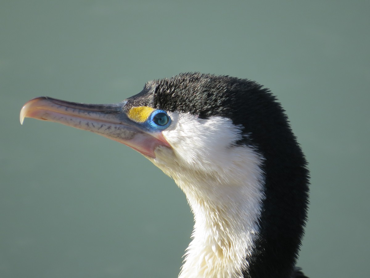 Pied Cormorant - ML468574021