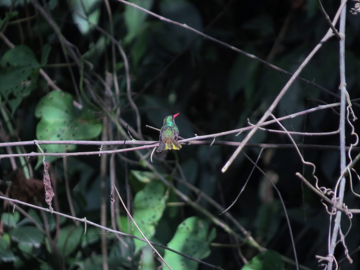 kolibřík zlatoocasý - ML468574681