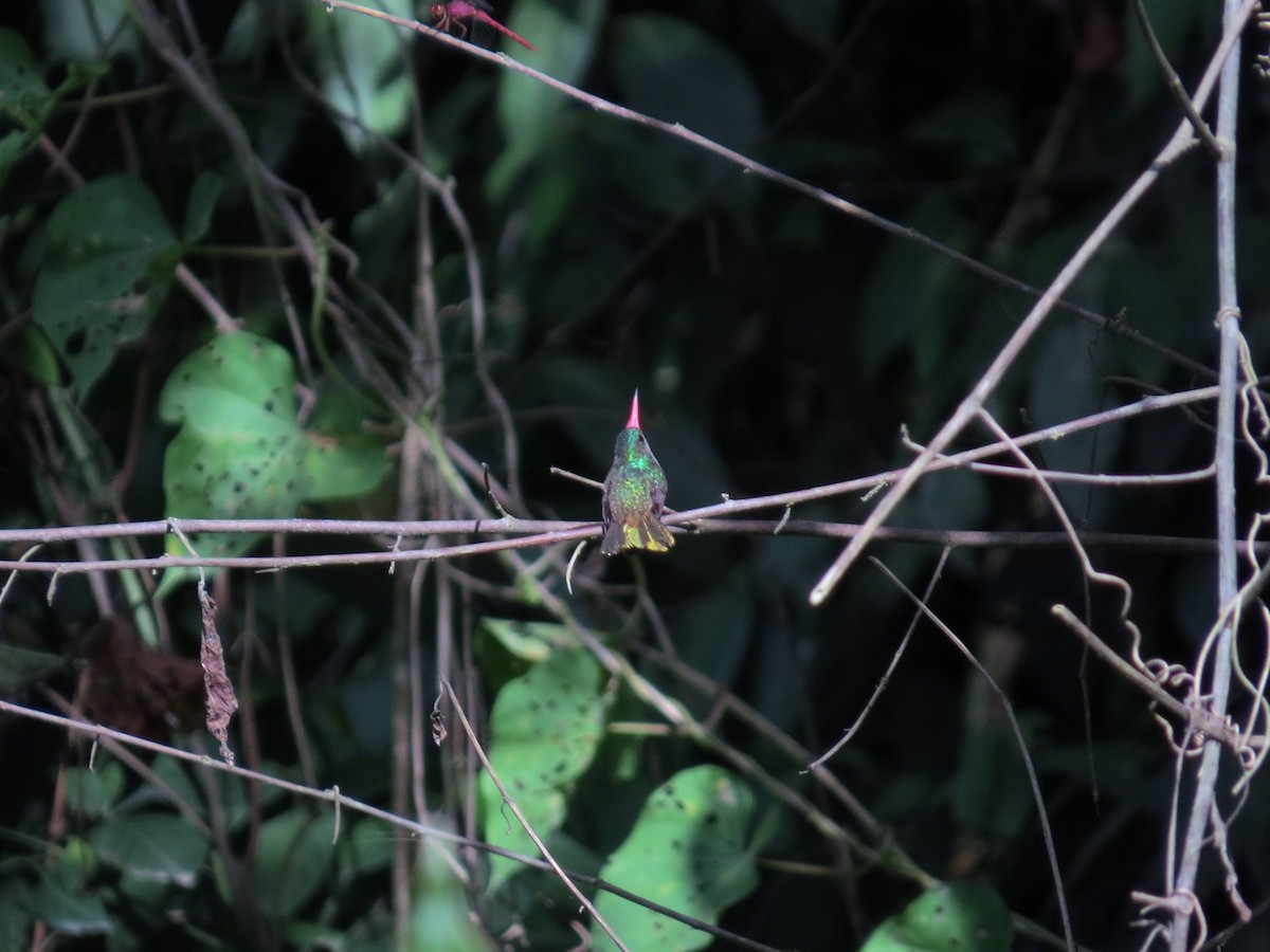 kolibřík zlatoocasý - ML468574691