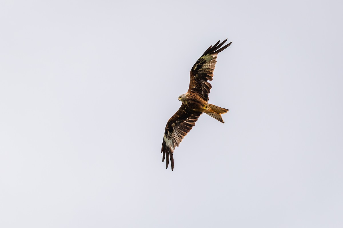 Red Kite - Gabi Uhrova