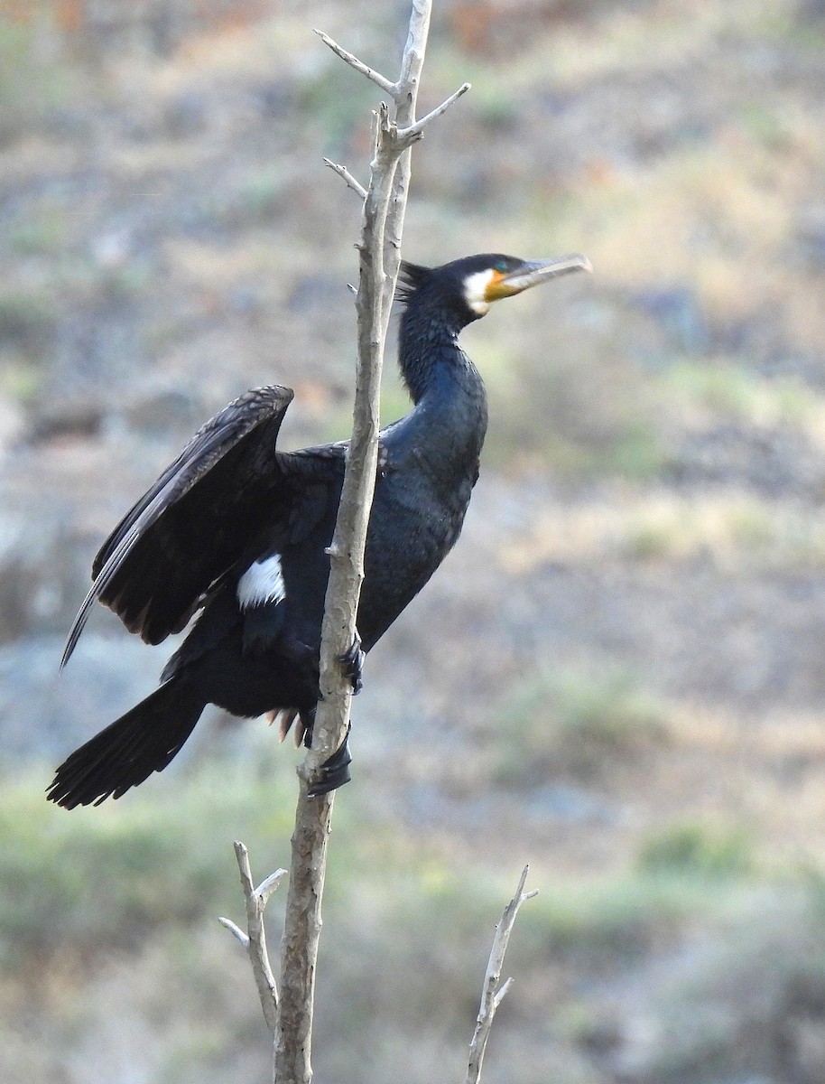 Cormorán Grande - ML468575381