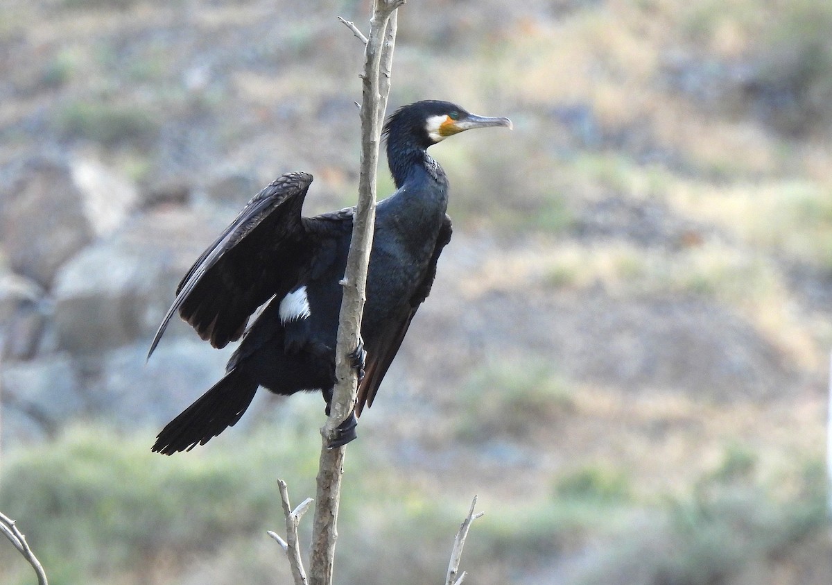 Great Cormorant - ML468575391