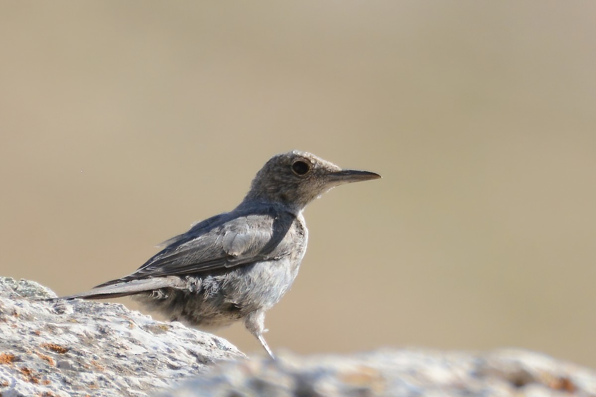 Blue Rock-Thrush - ML468575651