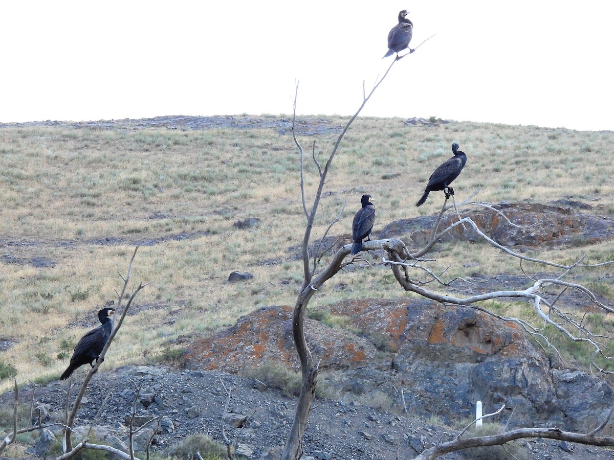 Cormorán Grande - ML468576111