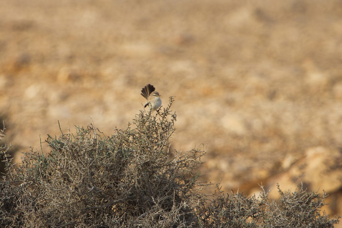 Scrub Warbler (Eastern) - ML468577341