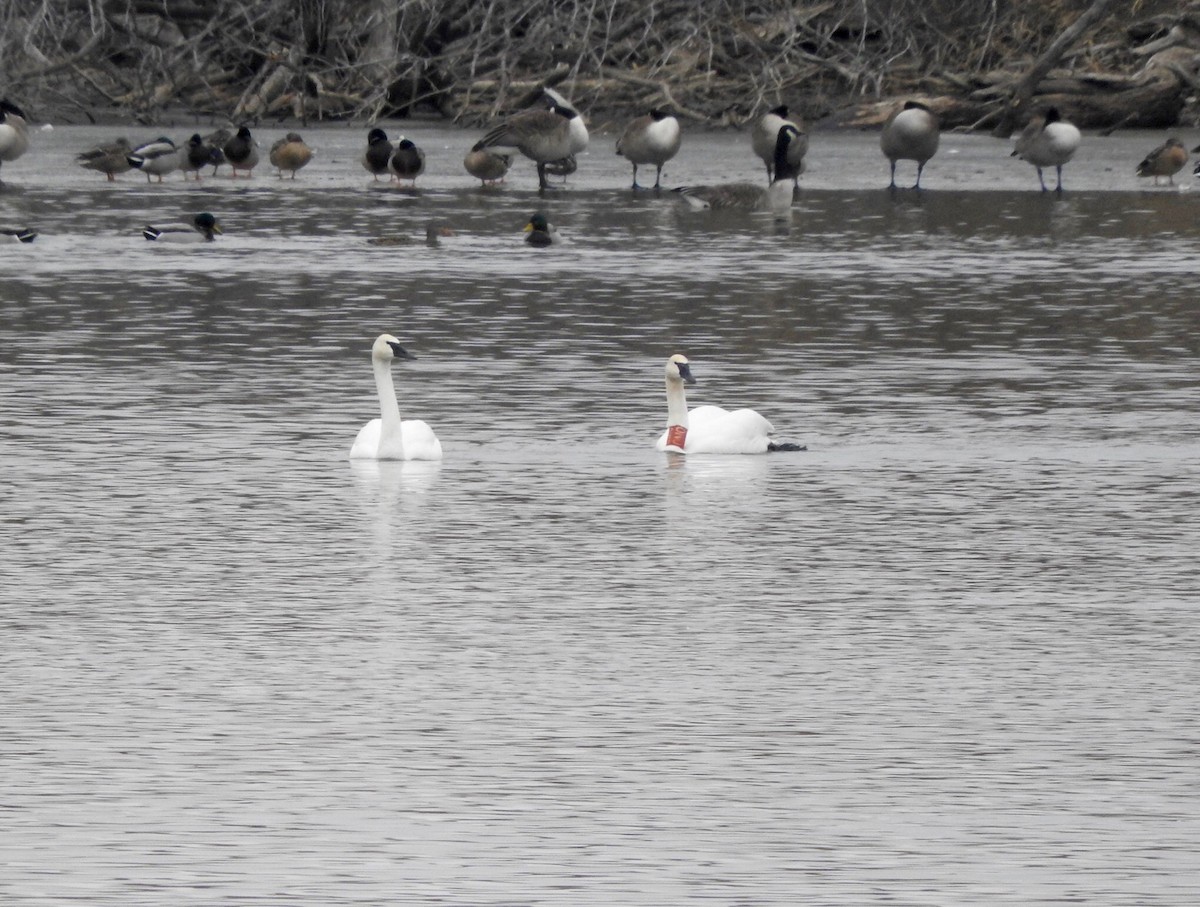 Trumpeter Swan - ML46857831