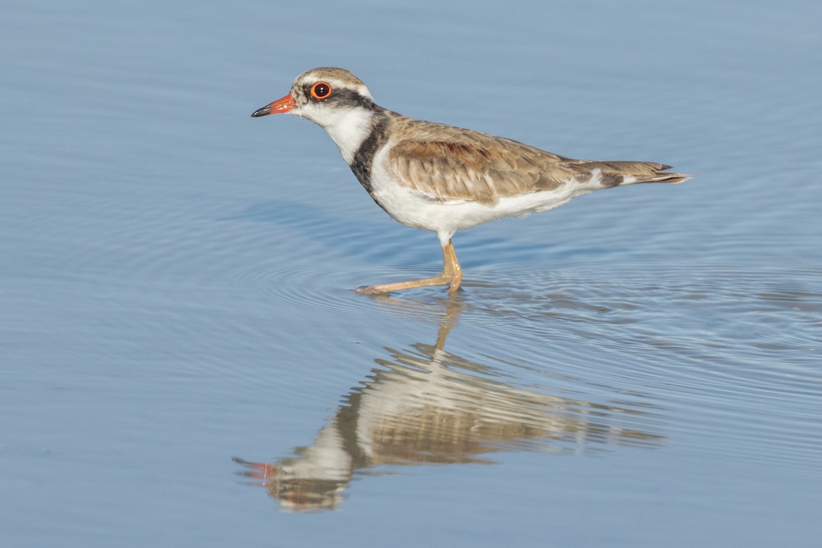 Black-fronted Dotterel - ML468578781