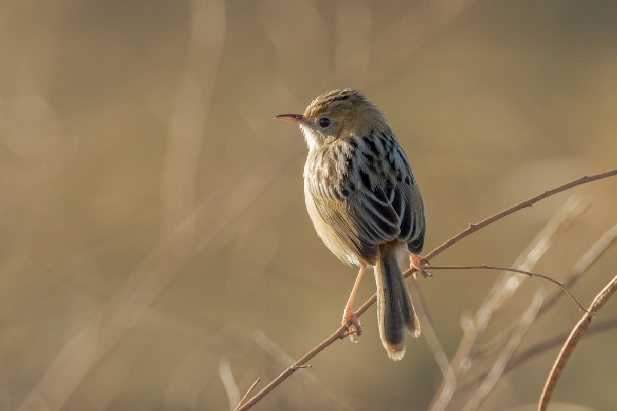 Golden-headed Cisticola - ML468579091