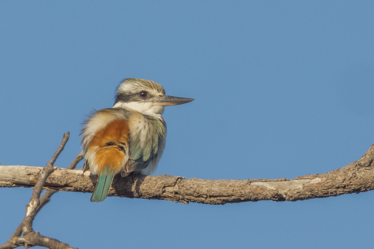 Red-backed Kingfisher - ML468579141