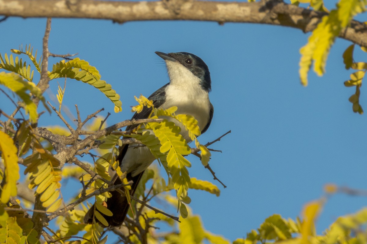 Paperbark Flycatcher - ML468579221