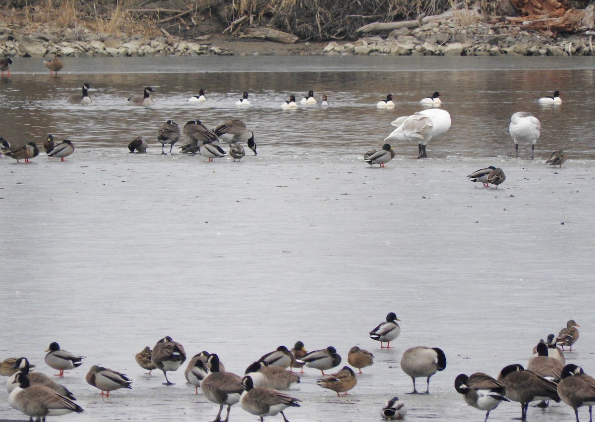 Common Merganser - ML46857941