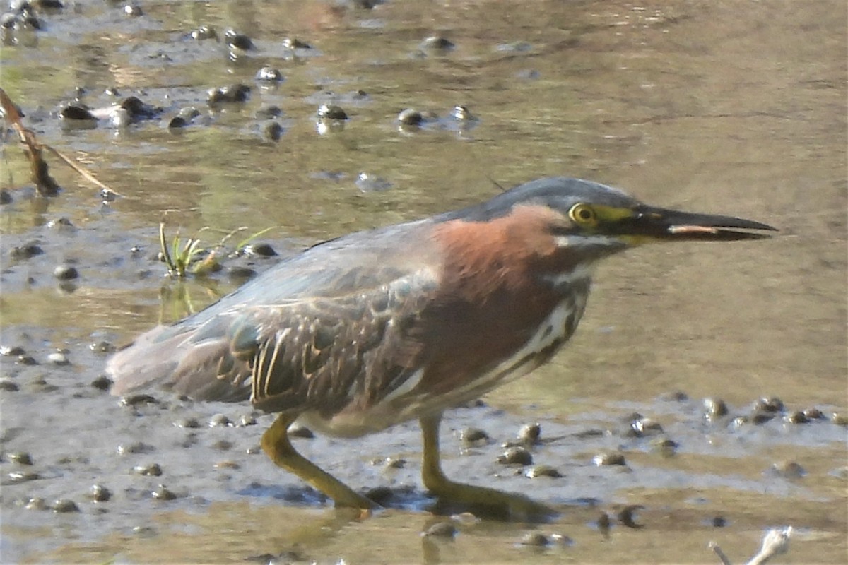 Green Heron - ML468579771