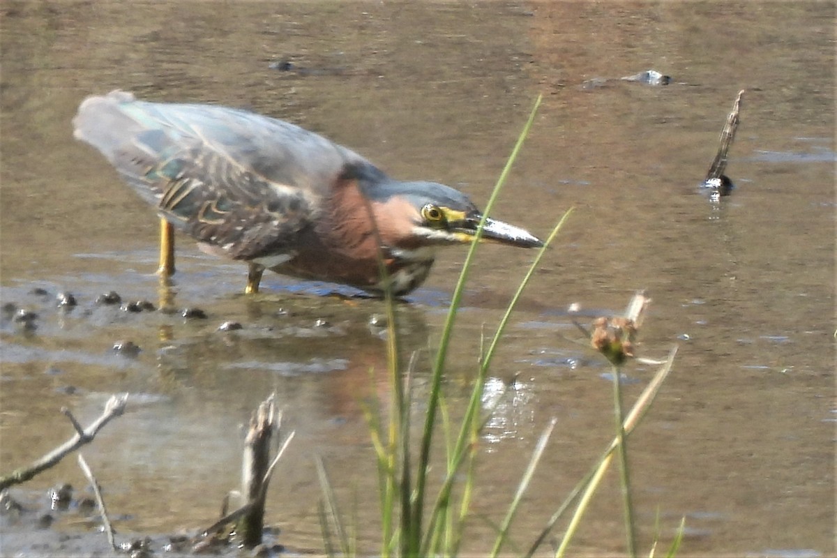Green Heron - ML468579831