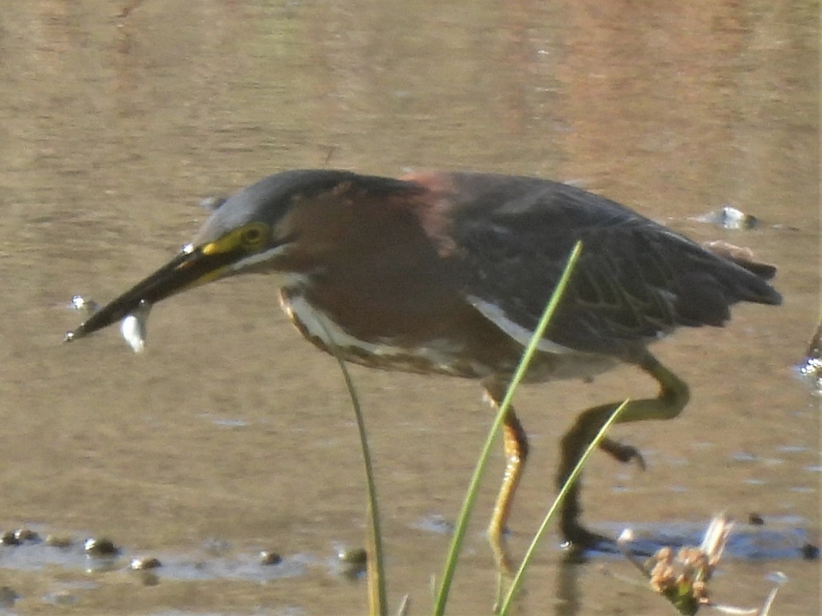 Green Heron - ML468579921
