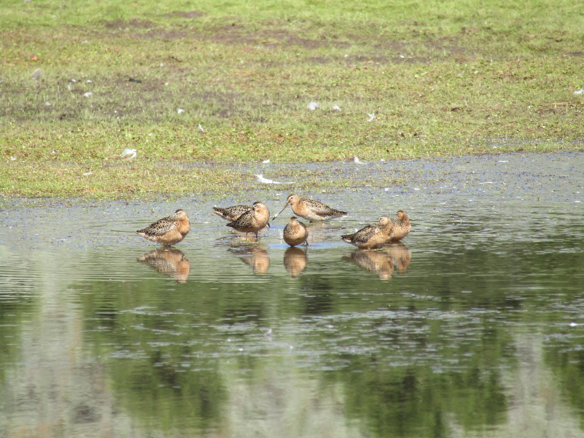 Long-billed Dowitcher - ML468580121