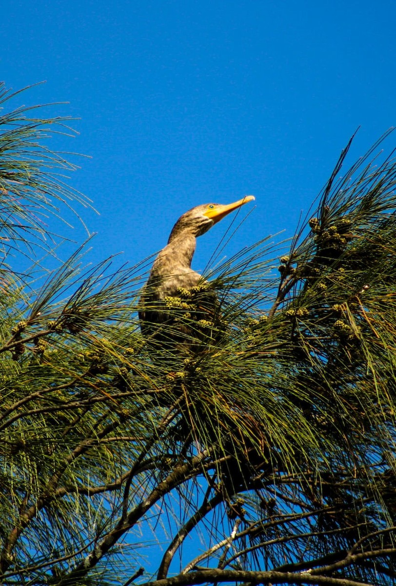 Cormorán Biguá - ML468580181