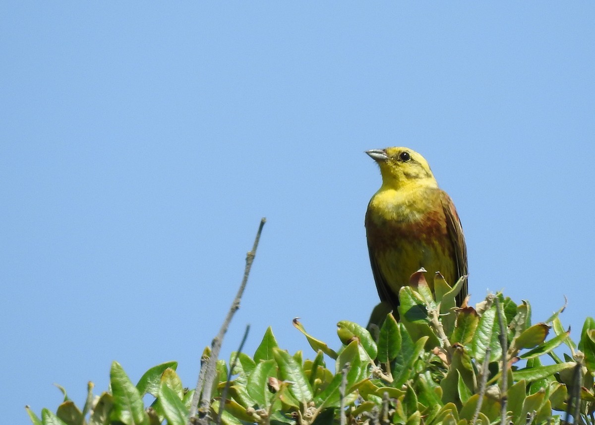 Yellowhammer - ML468580191