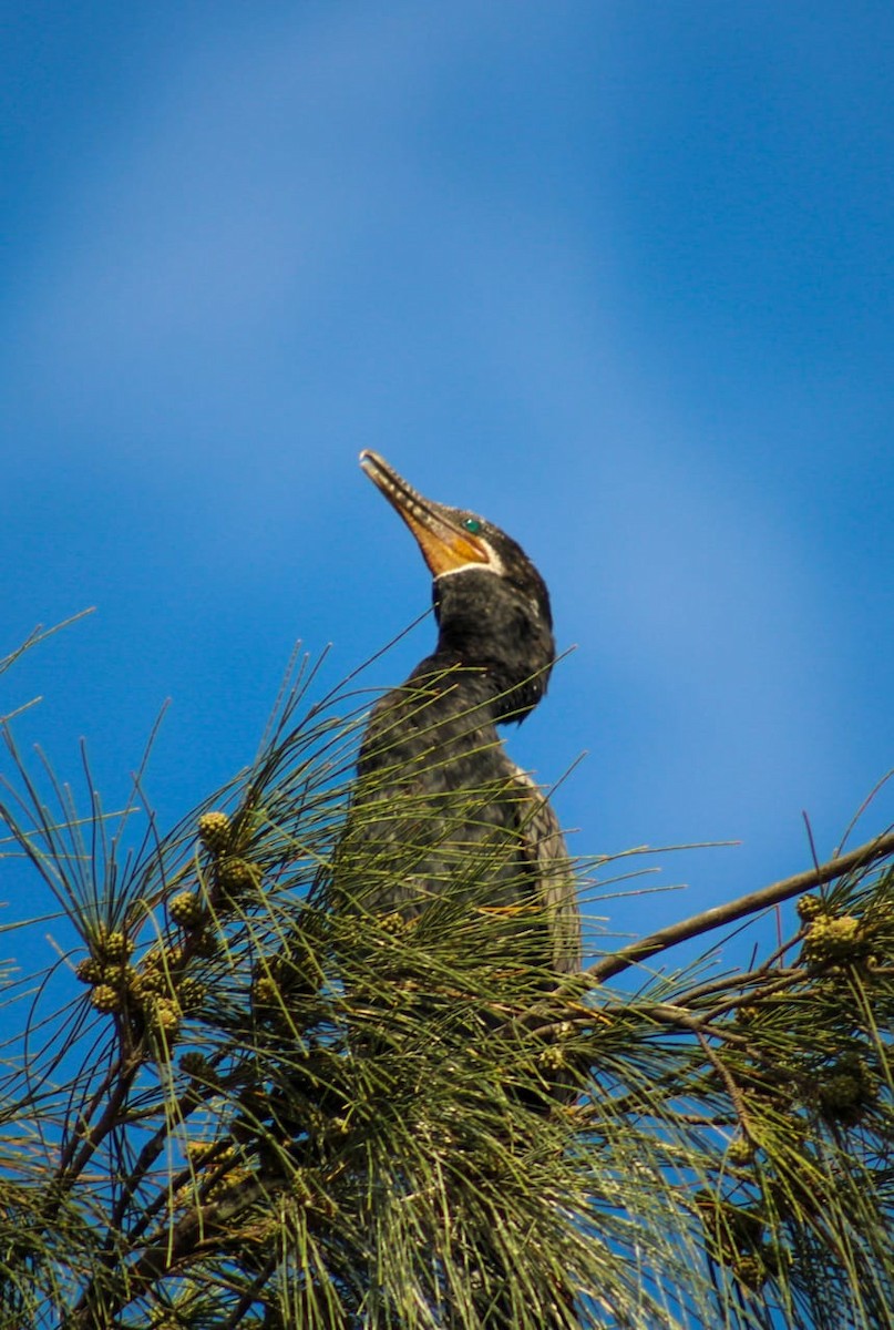 Cormorán Biguá - ML468580201