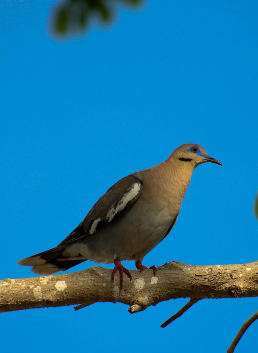 White-winged Dove - ML468580961