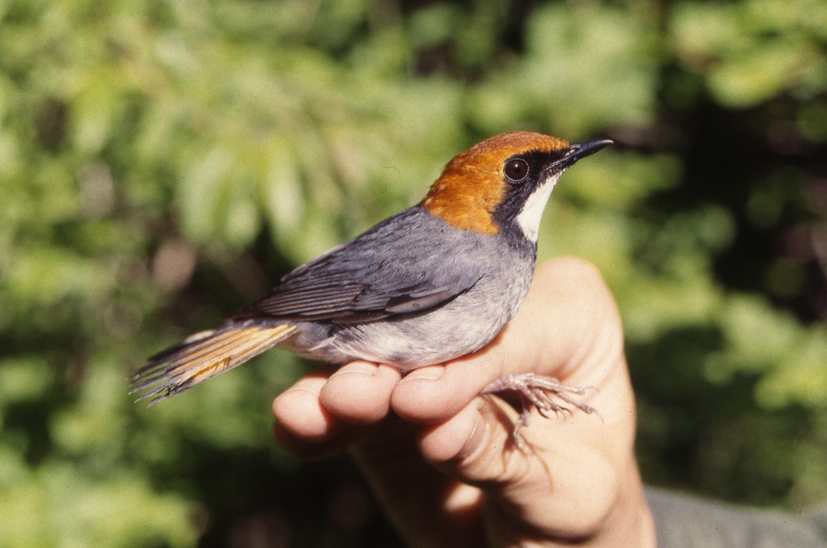 Rufous-headed Robin - ML468581351