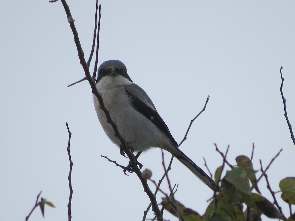 Loggerhead Shrike - ML46858181