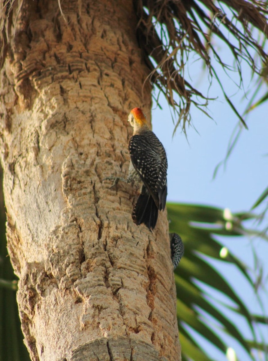 Golden-fronted Woodpecker - ML468582781