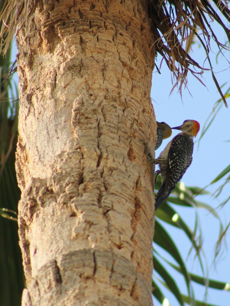 Golden-fronted Woodpecker - ML468582841