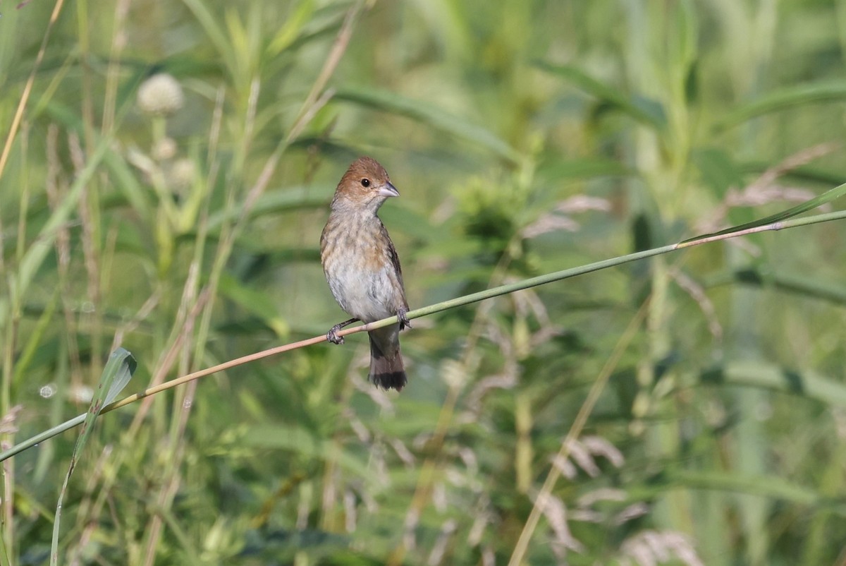 Indigo Bunting - ML468582951