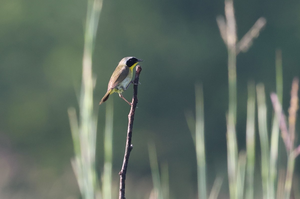 Common Yellowthroat - ML468583051