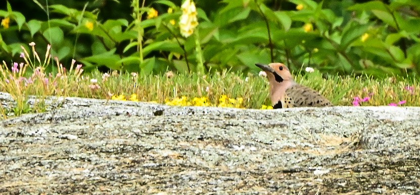 ハシボソキツツキ（auratus／luteus） - ML468583121