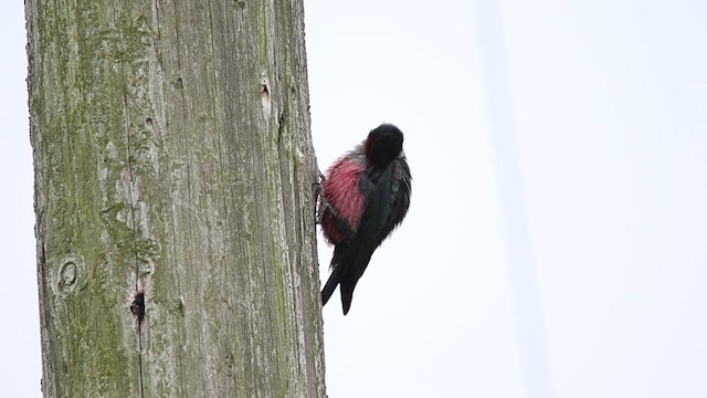 Lewis's Woodpecker - ML468583181