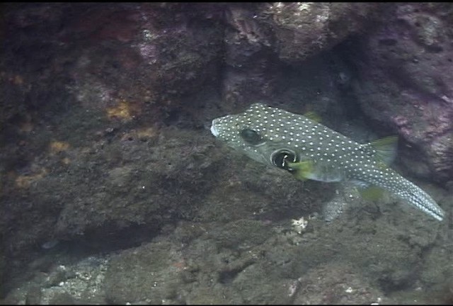 Broadbarred toadfish - ML468584