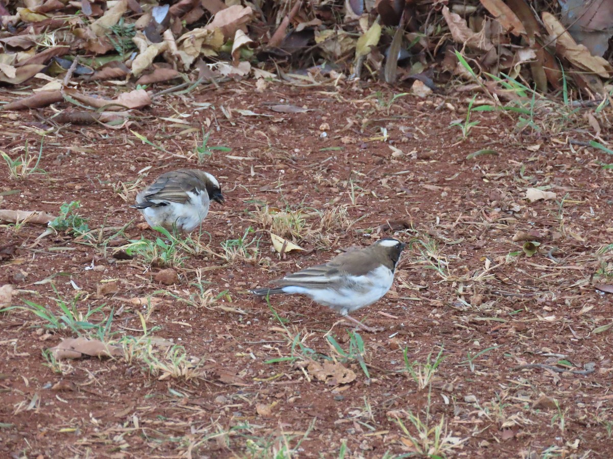 White-browed Sparrow-Weaver - Thomas Brooks