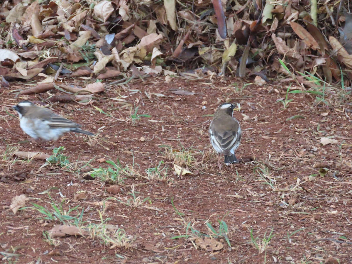 White-browed Sparrow-Weaver - Thomas Brooks