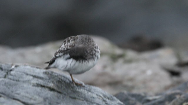 Rock Sandpiper - ML468585681