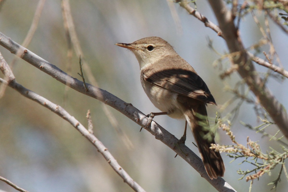 Eastern Olivaceous Warbler - ML46858591