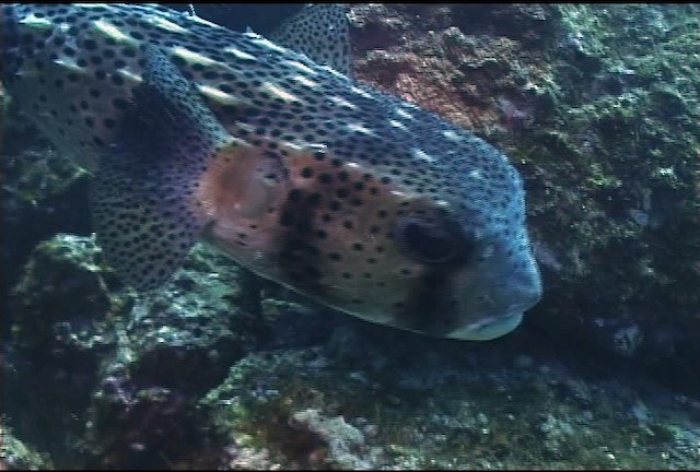 Few-spined porcupinefish - ML468586