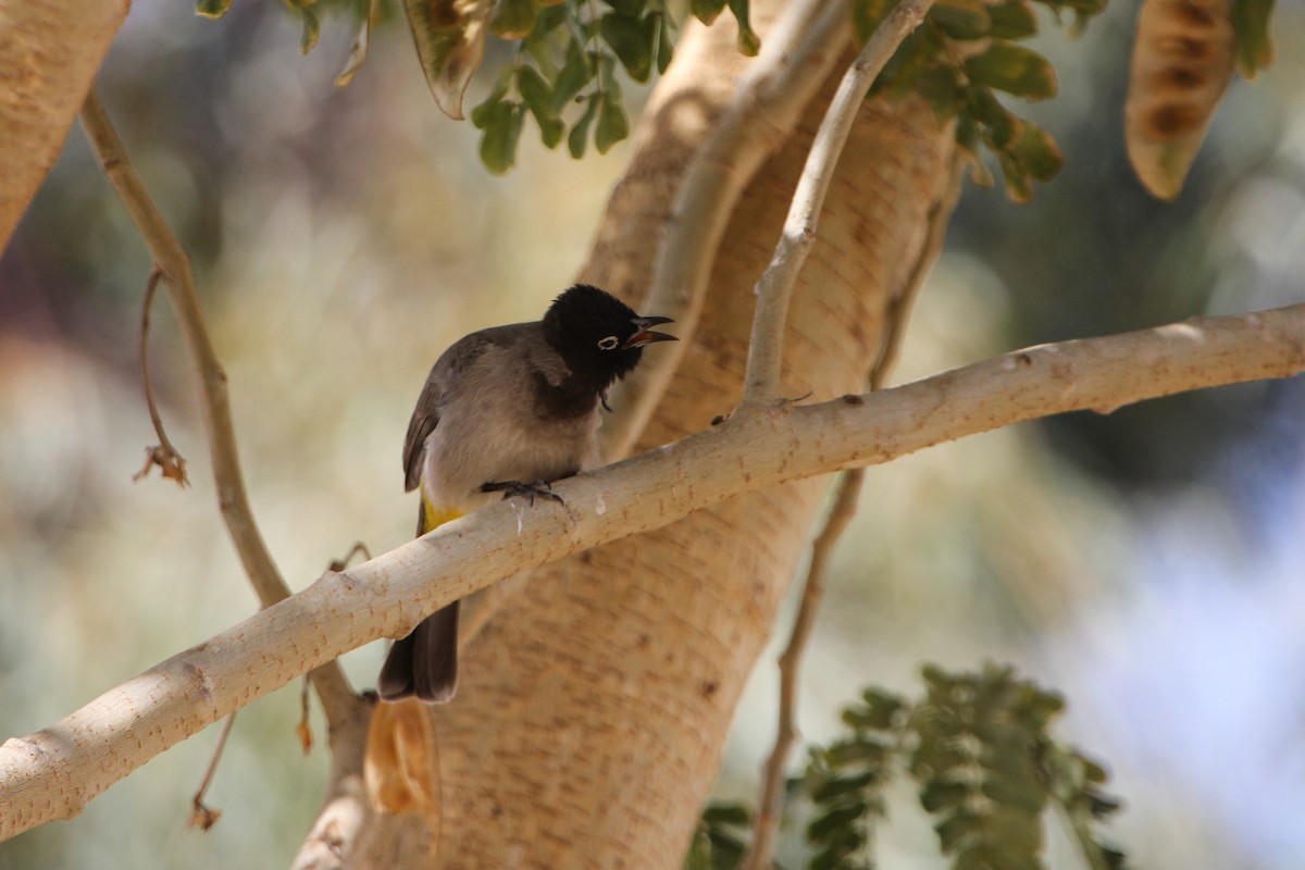 White-spectacled Bulbul - ML468586181