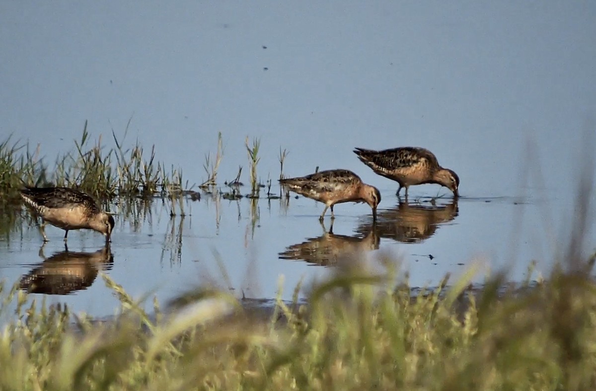 Short-billed Dowitcher - ML468586831