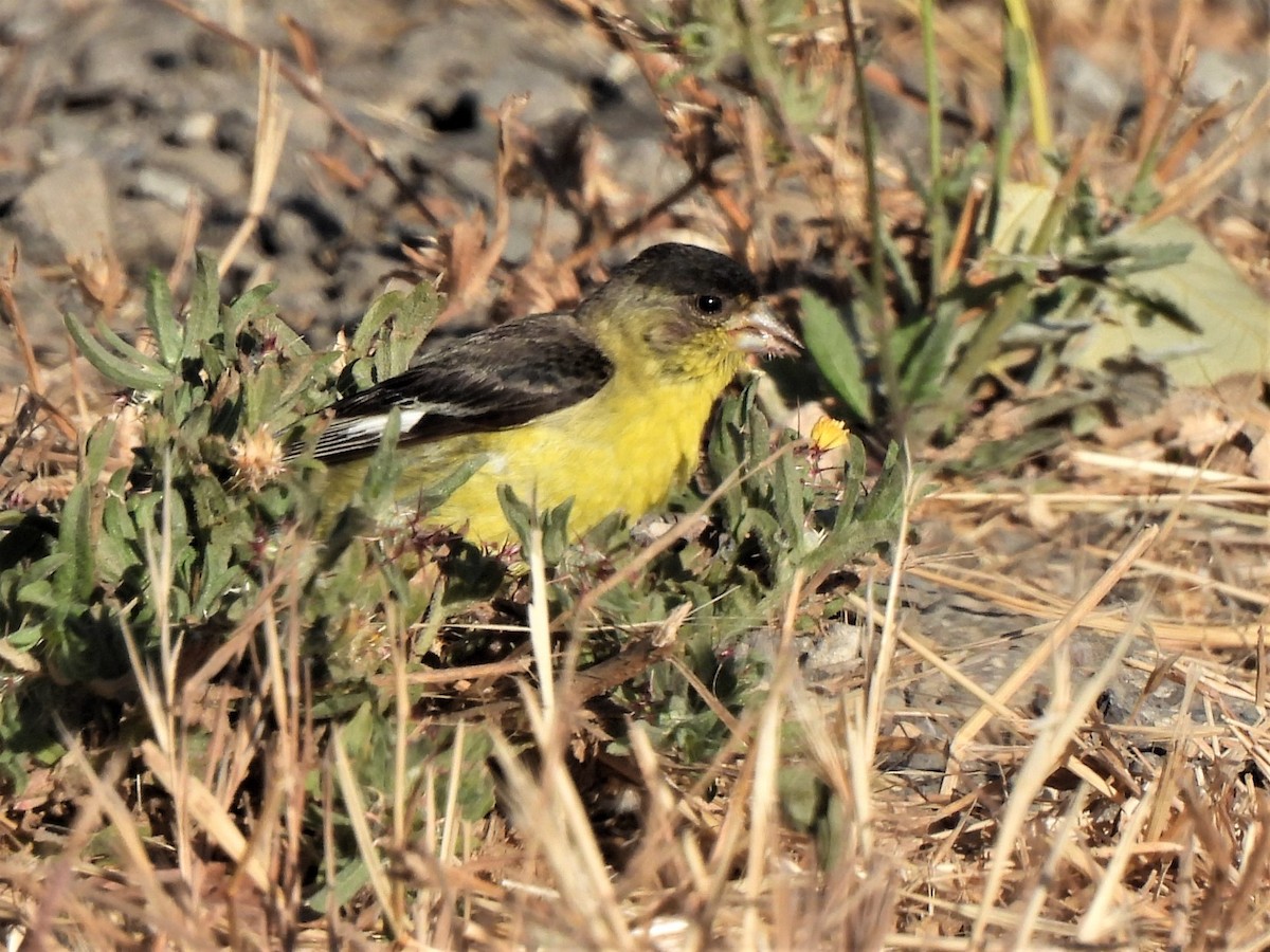 Lesser Goldfinch - ML468587261