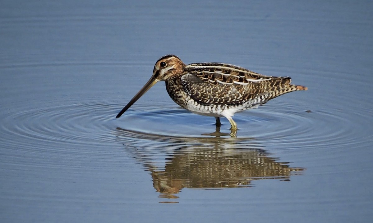 Wilson's Snipe - Daniel Casey