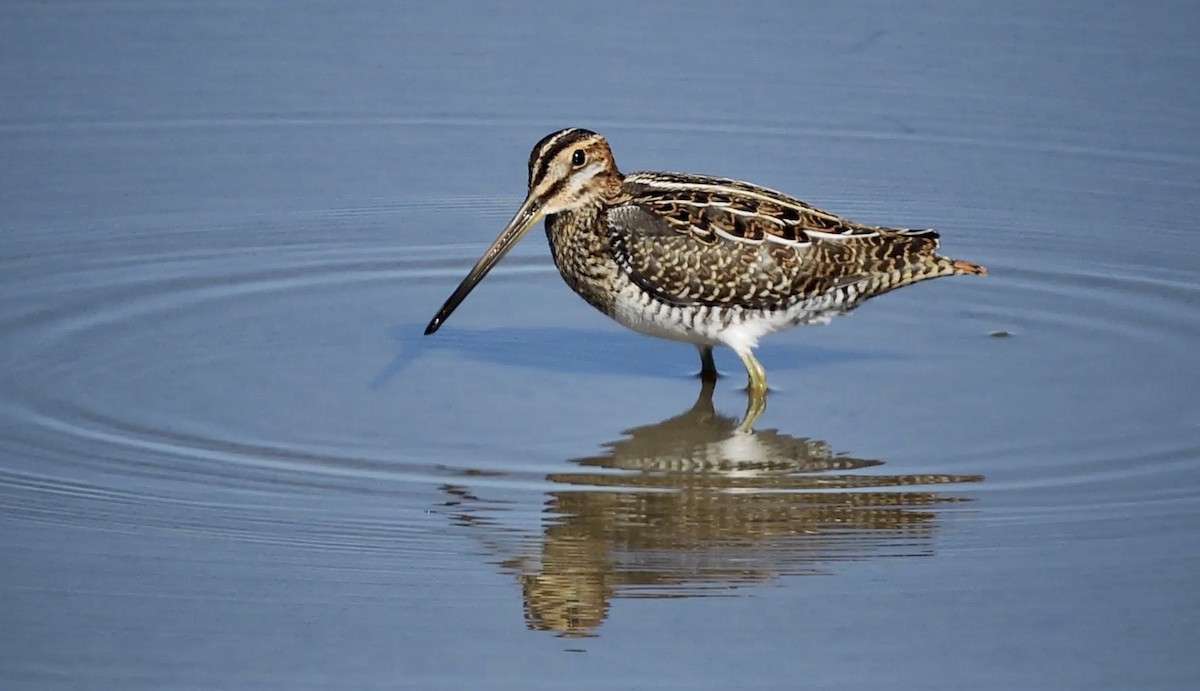 Wilson's Snipe - ML468587861