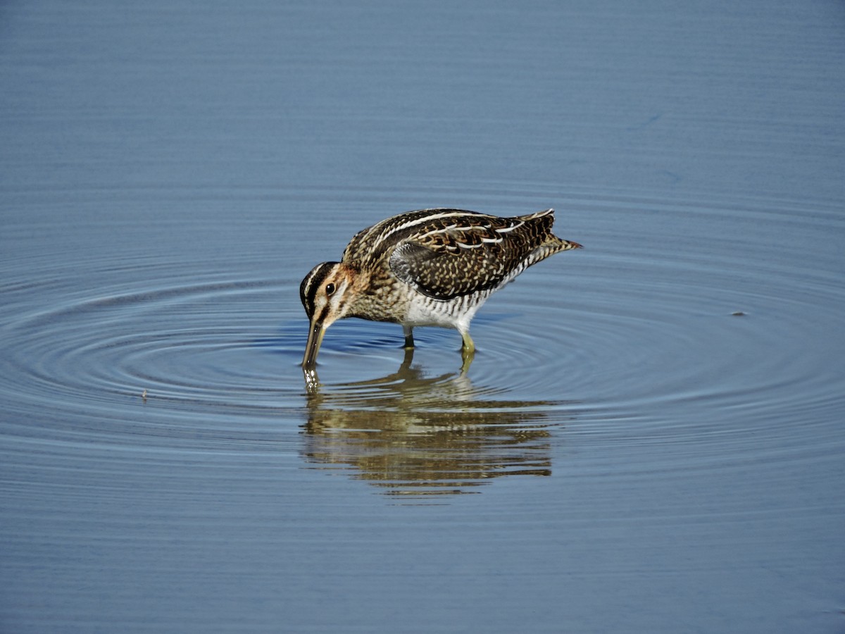 Wilson's Snipe - ML468587891