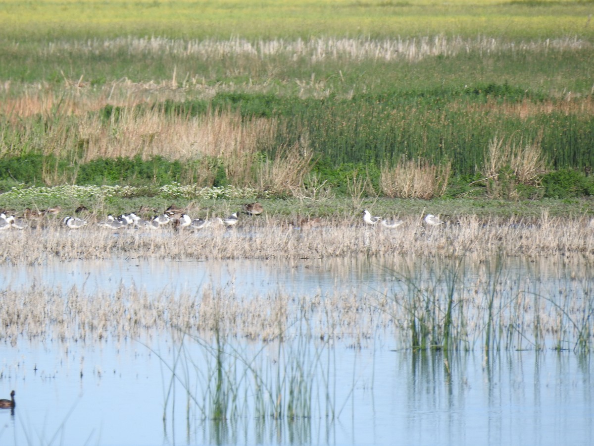 Mouette de Franklin - ML468587961