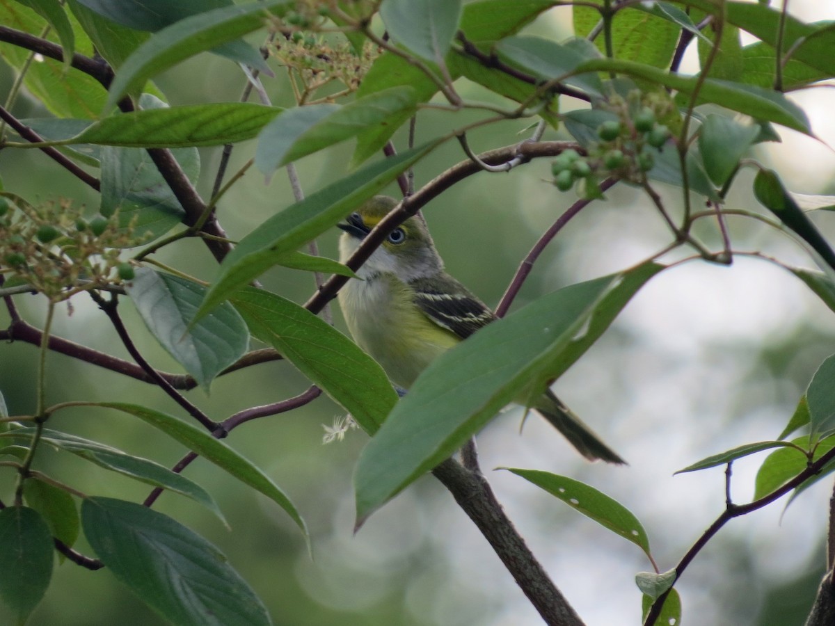 White-eyed Vireo - ML468588211