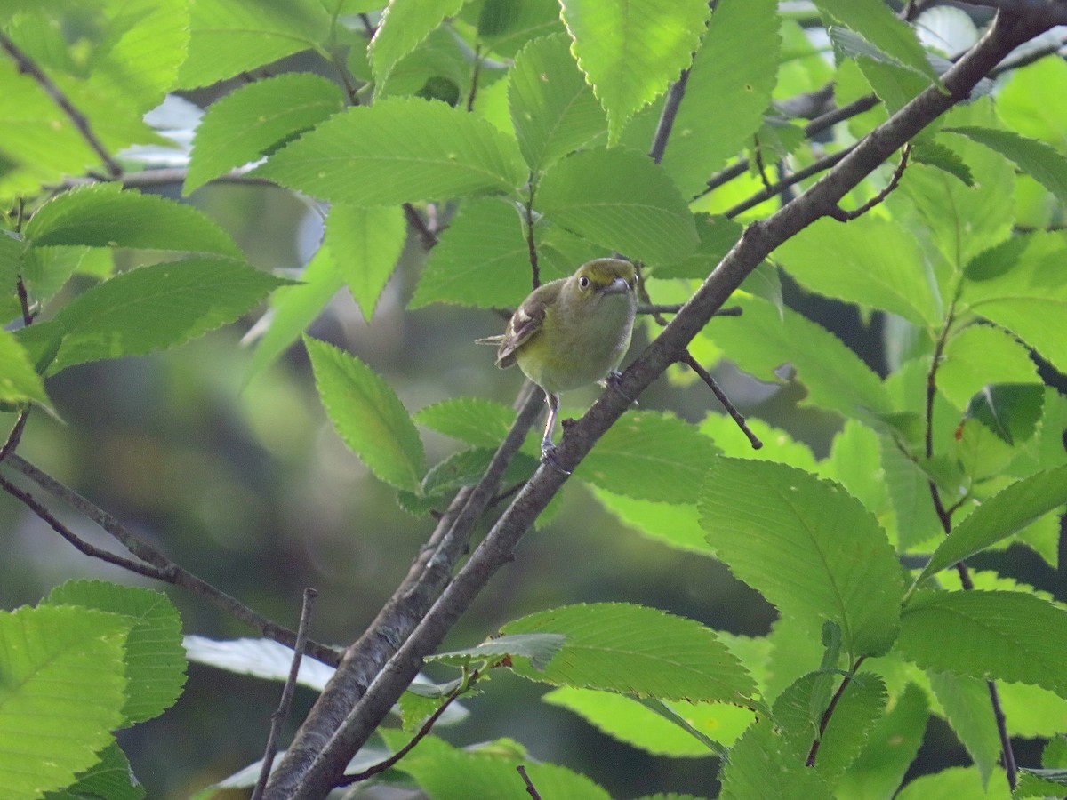White-eyed Vireo - ML468588221