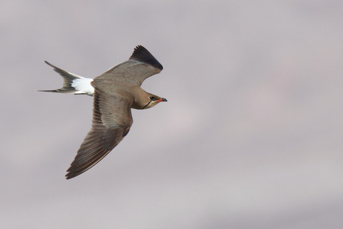 Collared Pratincole - ML46858851