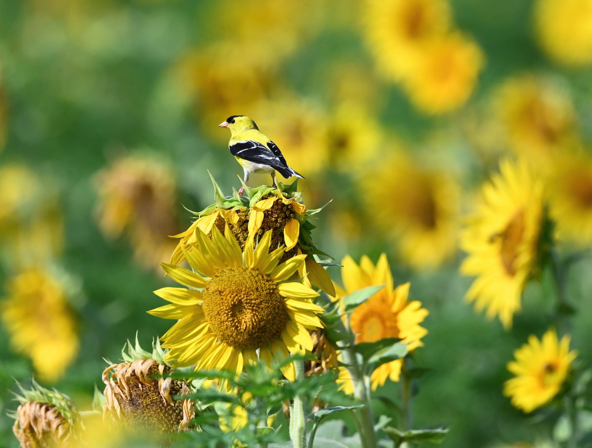 American Goldfinch - Ann Stinely